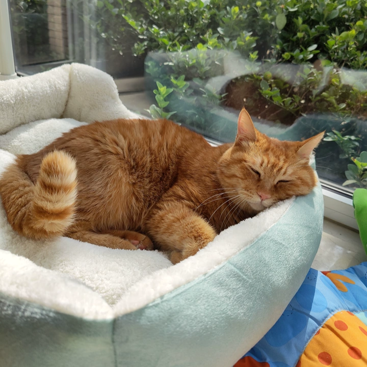 KittyCoves™ Square Cat Bed