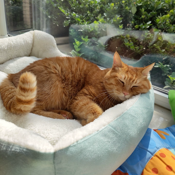 KittyCoves™ Square Cat Bed
