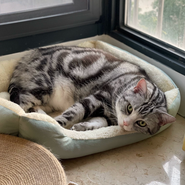 KittyCoves™ Square Cat Bed