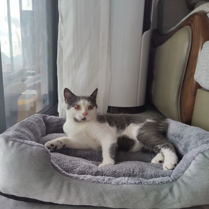 KittyCoves™ Square Cat Bed